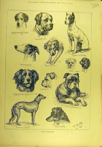 Canine character sketches - canine,