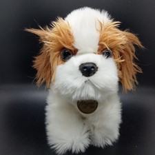 Shih Tzu Puppy Dog Aurora