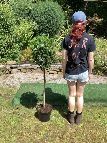 Laurus nobilis lollipop bay - nobilis,