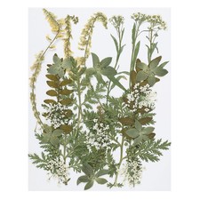 Dried Pressed Flowers Natural
