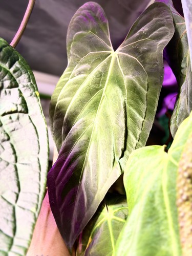 Anthurium papillilaminum soul