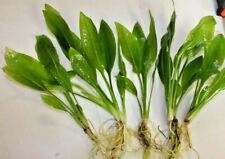 Amazon Sword Plants - Echinodorus bleheri - Live Aquarium Fish Tank Aquatic