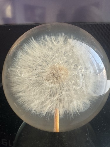 Dandelion flower resin - resin, hafod