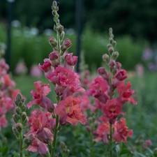 Snapdragon Madam Butterfly