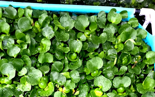Water hyacinth floating pond - hyacinth, 2