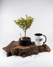 Ilex Shohin Bonsai Tree