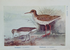 Antique Sandpiper Redshank Book Art Print Colour Circa 1912 Bird 15 X 11.5cm