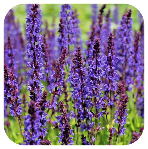 Salvia superba dwarf blue - salvia,