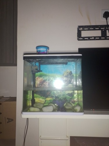 Fish tank aquarium - fish,