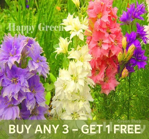 Rocket larkspur mix 400 - larkspur,