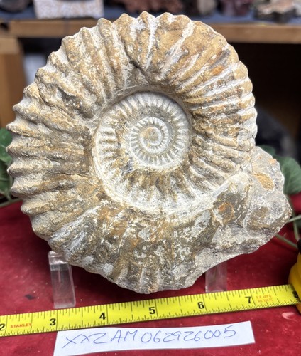 Large natural ammonite fossil - large,