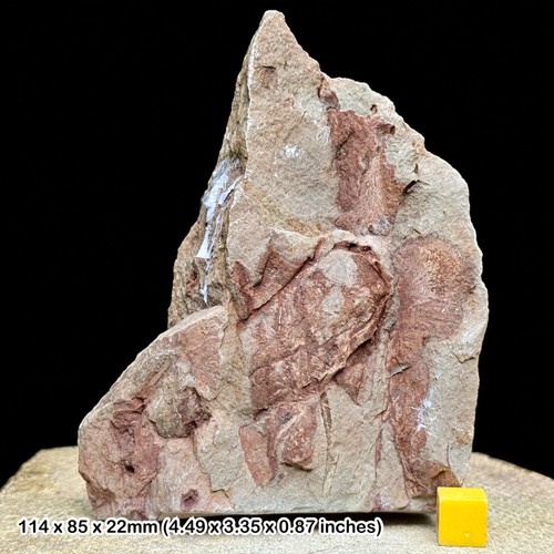 Rare eccaparadoxides sdzuyi - rare,