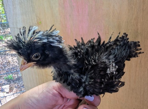 Polish chicken hatching - polish,