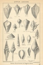 BRITISH FOSSILS. Upper Eocene
