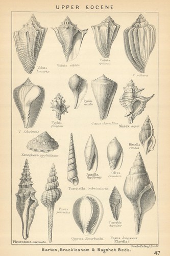 British fossils upper eocene - fossils.,