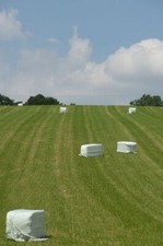 Photo 6x4 Silage recently cut