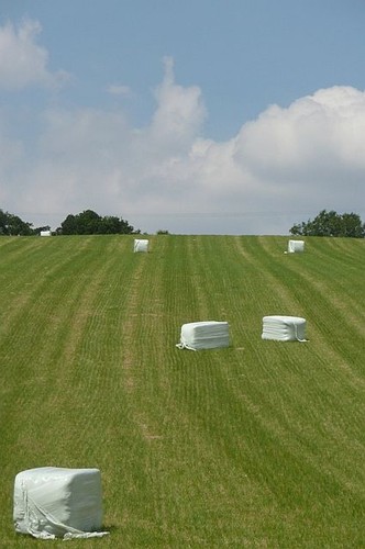 Photo 6x4 silage recently cut - recently,