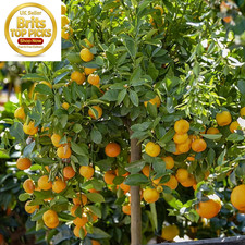 Citrus 'Panama Orange' Tree in