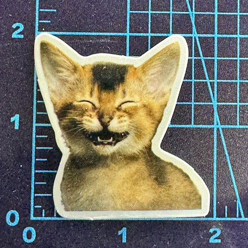 Cat laughing you are - you, telling