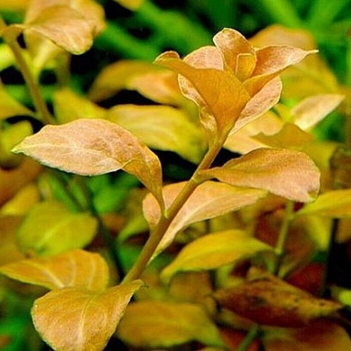 Ludwigia ovalis live aquarium - ovalis,