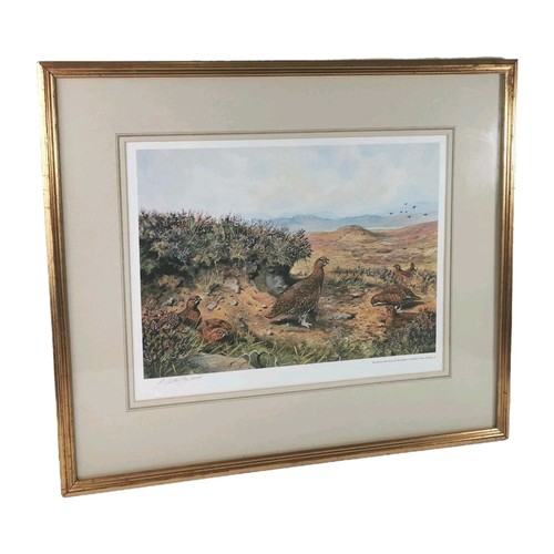 Grouse the moor - moor, c