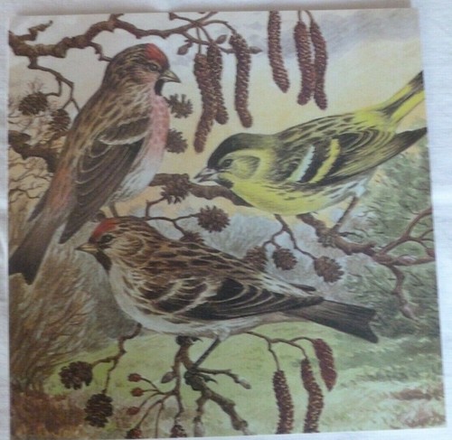Redpoll and siskin birds blank - and,