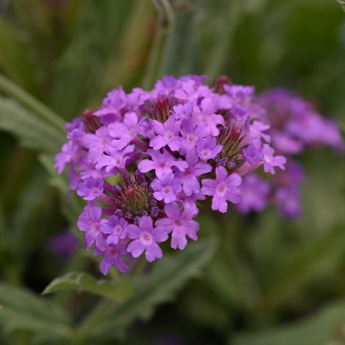 Verbena santos purple compact - santos,
