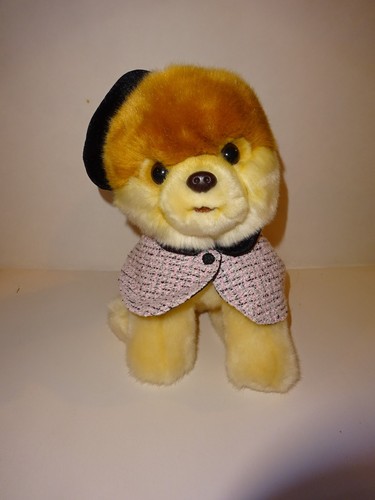 Pomeranian puppy dog - with, hat