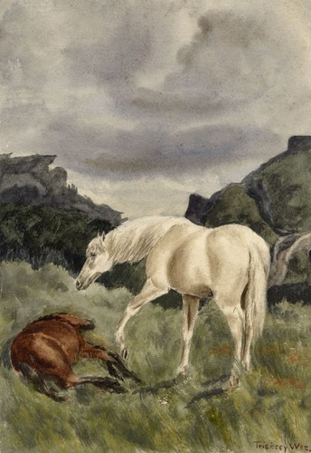 Horses scottish borders what - scottish,