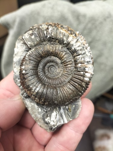 Rare catacoeloceras crassum - rare,