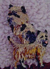 SILKY TERRIER Dog Breed