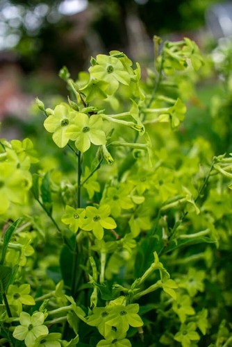 Nicotiana alata tobacco - nicotiana, alata,