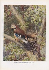 The Jay - 1948 Beautiful Colour Vintage Bird Print by G.E.Collins