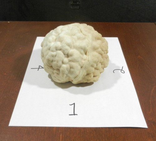 Natural brain coral - natural,