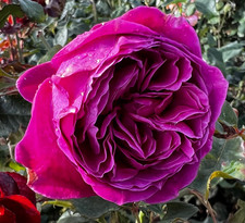 Rosa 'Natalie' Renaissance