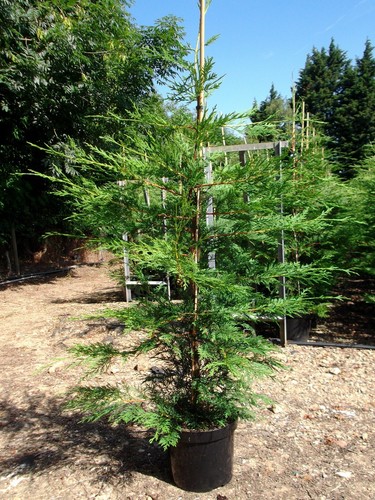 Leylandii dark green 150 - leylandii,