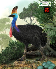 Southern Cassowary Australian