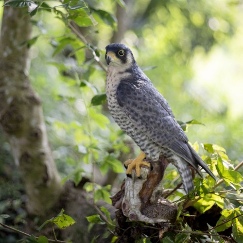 Soreal brown peregrine - brown, falcon