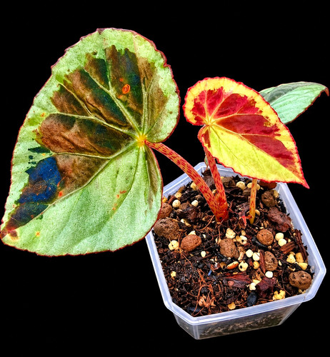 Begonia burkillii silver - burkillii,