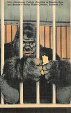 Ringling Brothers circus