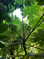 Tetrapanax Papyrifer 'Rex'