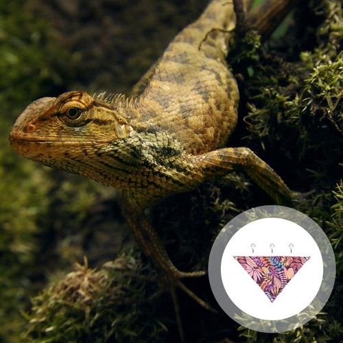 Small pets hammocks reptile - pets,