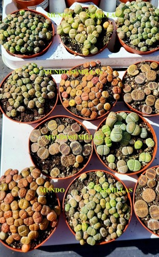 1000 seeds lithops mix - seeds,
