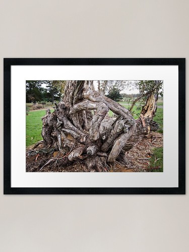 Twisted tree trunk in - twisted, (in