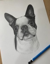 Custom Pet Portraits in Pencil