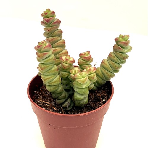 Crassula marnieriana jade - crassula,