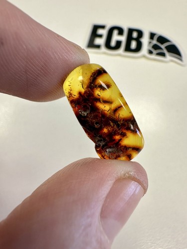 Baltic amber with plant - amber,