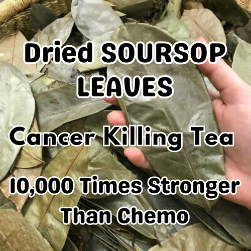 Ceylon dried soursop leaves - soursop,