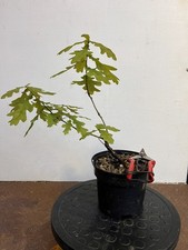 Oak  bonsai starter tree