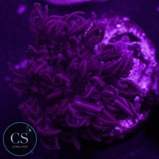 CS Rare Ruby Red Pulsing Xenia